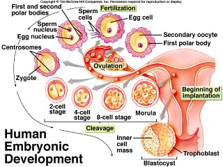 human_embryo1