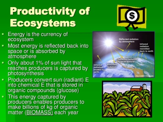 ecology-3-energy-and-ecology-ecological-pyramids-2-728